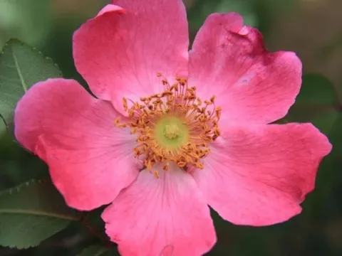 Highdown rose