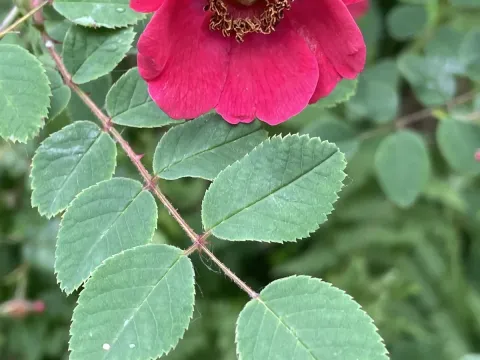 Holodonta rose