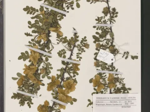 Rosa hugonis