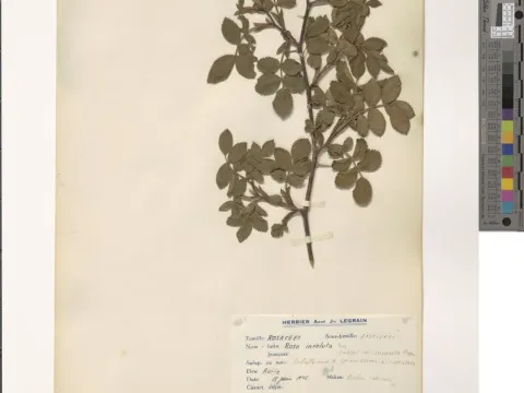 Rosa involuta