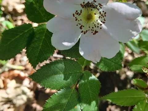 Jundzill's rose