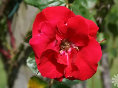 Kordes rose