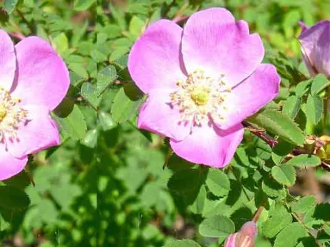 Korean rose