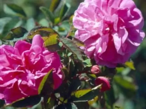 Boursault Rose
