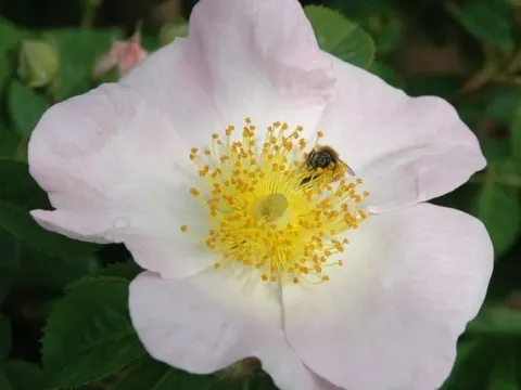 Rosa macrantha