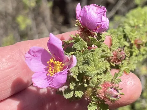 Small-leaf rose