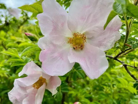 Rosa micrugosa