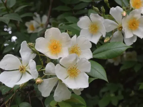 Mulligan's Rose