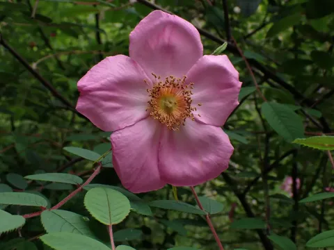 Large-leaf rose