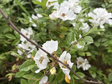 Rosa maximowicziana
