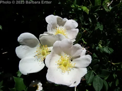 Blunt-leaved rose