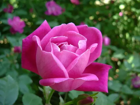Tea rose