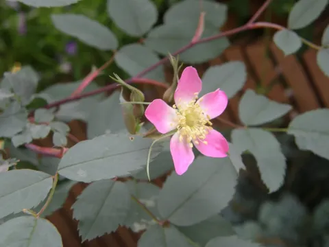 Oriental rose