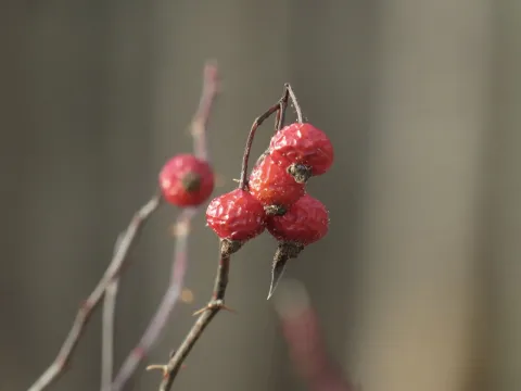 Роза болотная