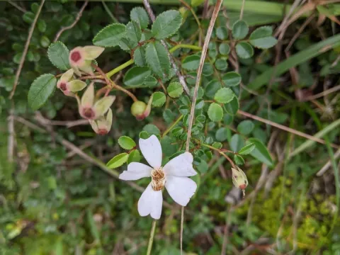 Price's Rose