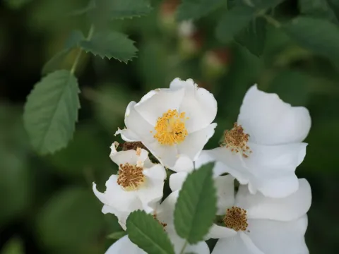 Phoenician rose