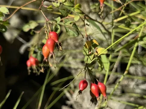 Pea-fruited rose