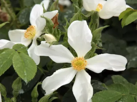 Rosa paulii