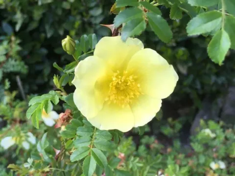 Primrose rose