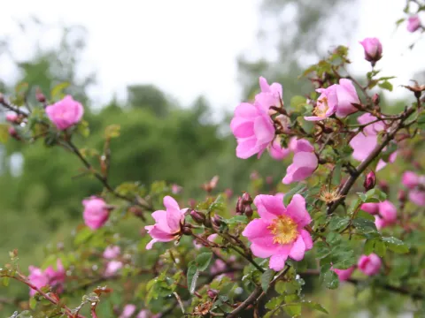 Rosa persetosa