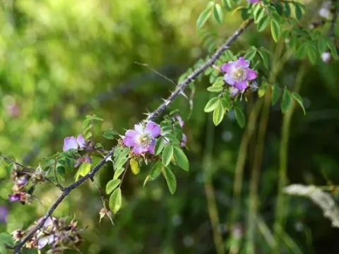 Rosa prattii