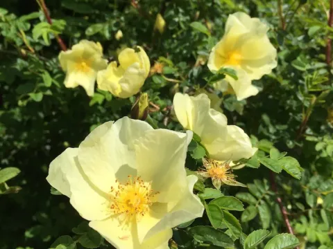 Winged rose
