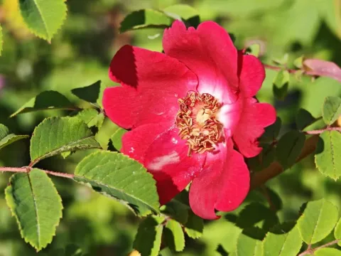 Pruhonice Rose