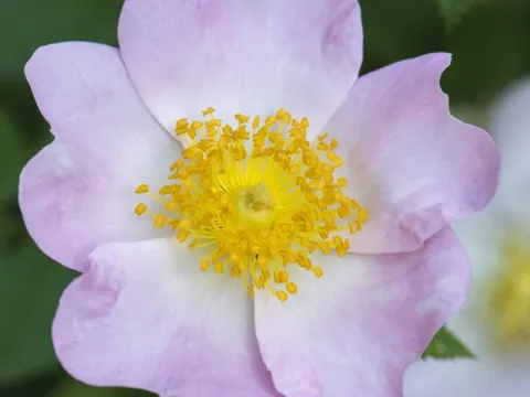 Richard's Rose