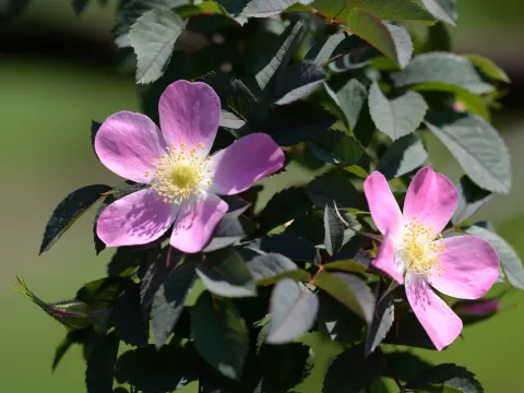 Red-leaved rose