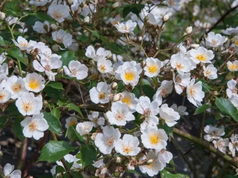 Bramble rose
