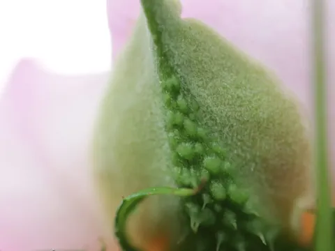 Rosa roxburghii