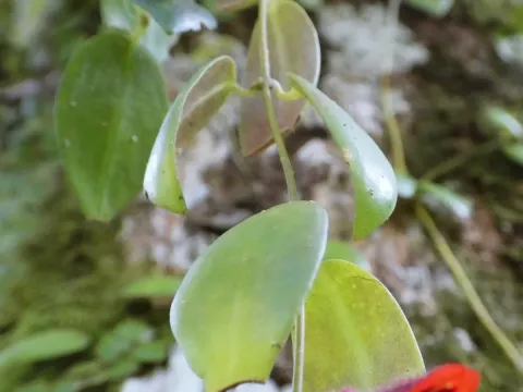 Aeschynanthus
