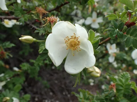 Silky rose