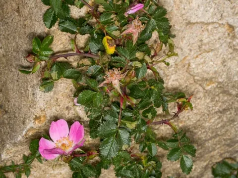Serafini rose