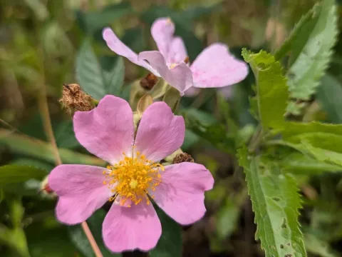 Prairie rose
