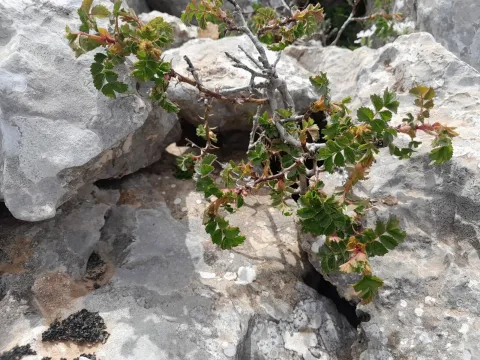 Роза сикульская