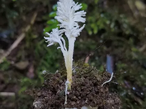 Cordyceps