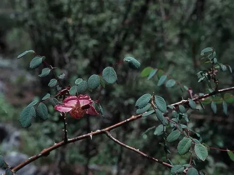 Sweginzow rose