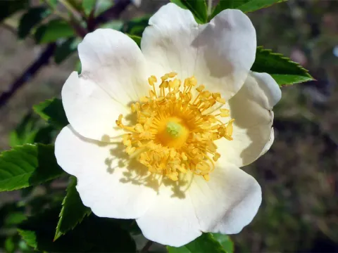 Long-styled rose