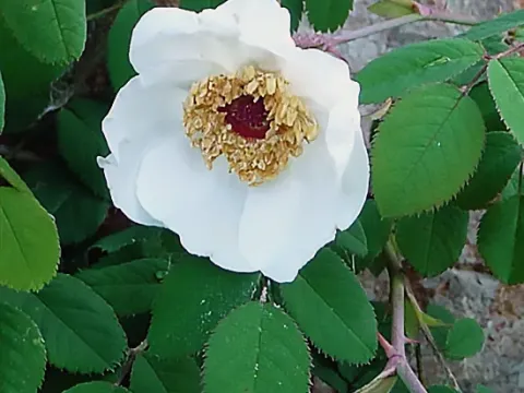Ward's rose