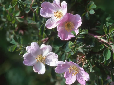 Willmott's rose