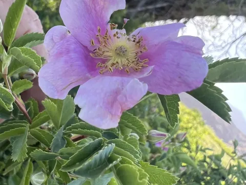 Woods' rose
