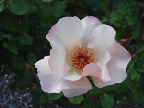 Warley Rose