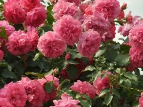 Climbing rose