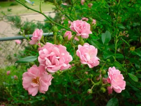 Polyantha rose