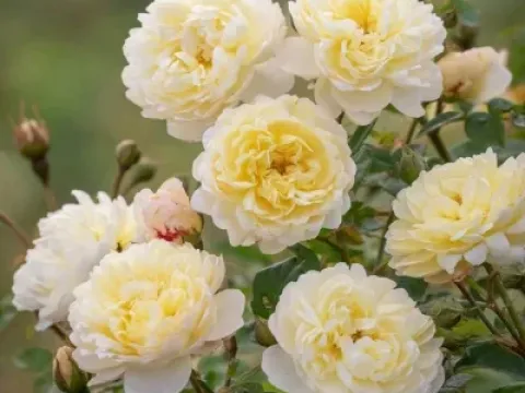 Shrub rose