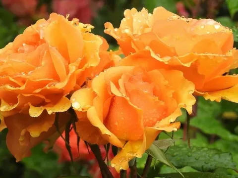 Large-flowered rose