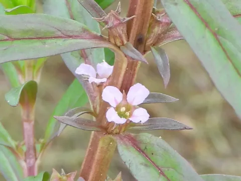 Ammannia humilis