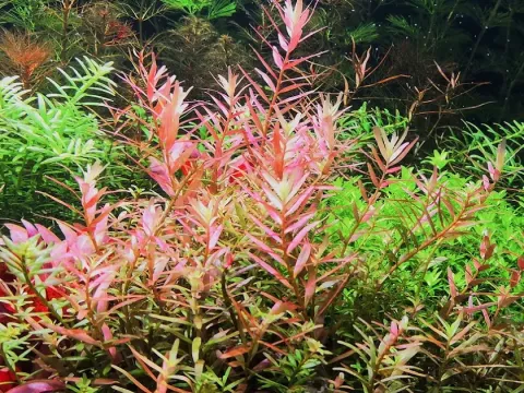 Rotala