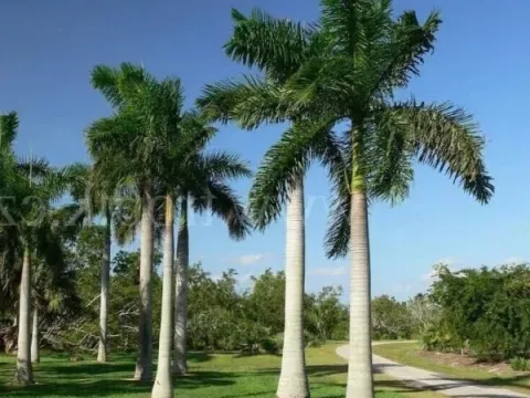 Roystonea